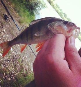 European Perch