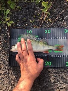 European Perch