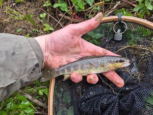 Brown Trout
