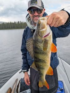 European Perch