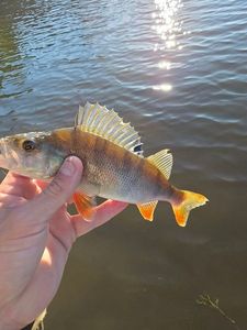 European Perch