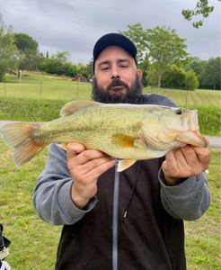 Largemouth Bass