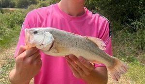 Largemouth Bass