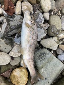 Brown Trout