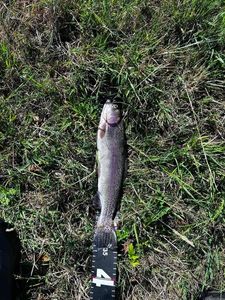 Rainbow Trout