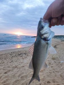 European Bass (Seabass)