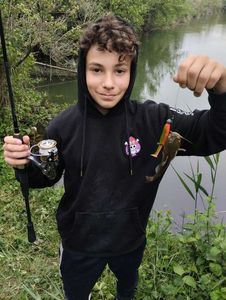 Black Bullhead