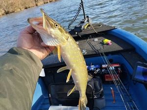 Northern Pike