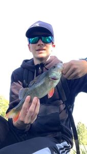 European Perch