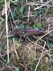 Black Bullhead