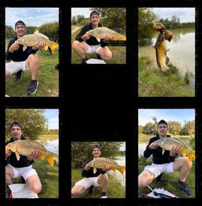 Mirror Carp