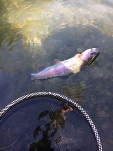Rainbow Trout