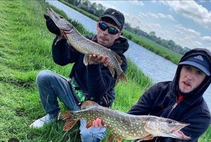 Chain Pickerel