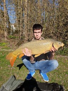 Common Carp