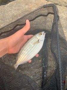 Salema