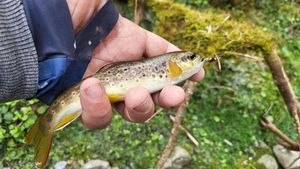 Brown Trout