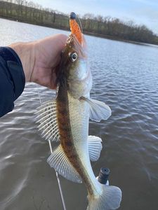 Zander