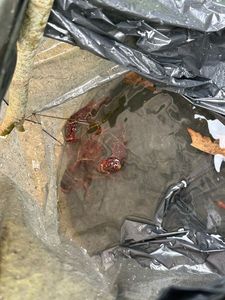 Noble Crayfish