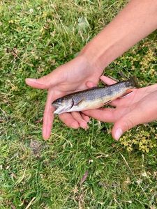 Arctic Char