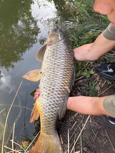Common Carp