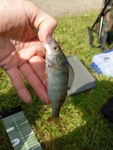 European Perch