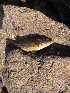 Ballan Wrasse