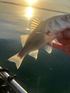 European Bass (Seabass)