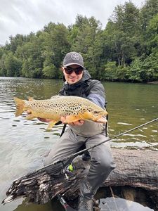 Brown Trout