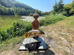 Mirror Carp