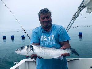 European Bass (Seabass)