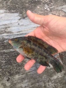 Ballan Wrasse
