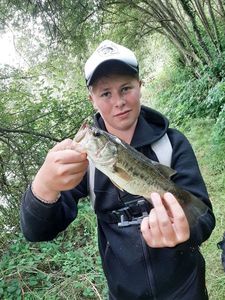 Largemouth Bass