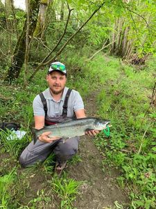 Atlantic Salmon