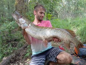 Northern Pike