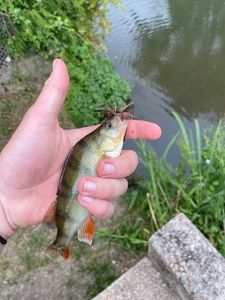 European Perch