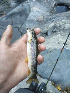 Brown Trout