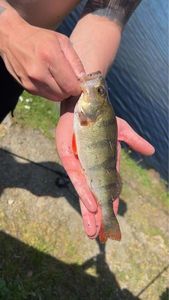 European Perch