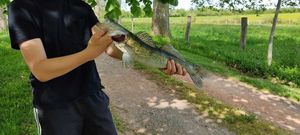 Zander