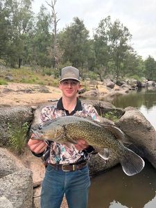 Murray Cod