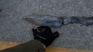 European Squid