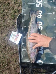 Rainbow Trout