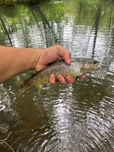 Brown Trout