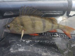 European Perch