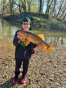 Common Carp