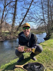 Brown Trout