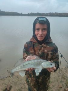Zander