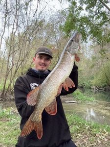 Northern Pike