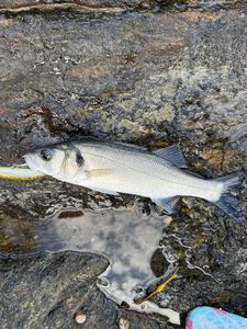 European Bass (Seabass)