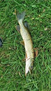 Northern Pike