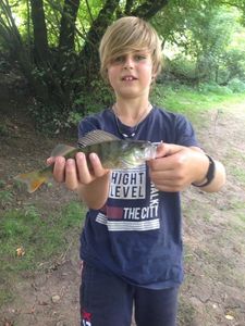 European Perch